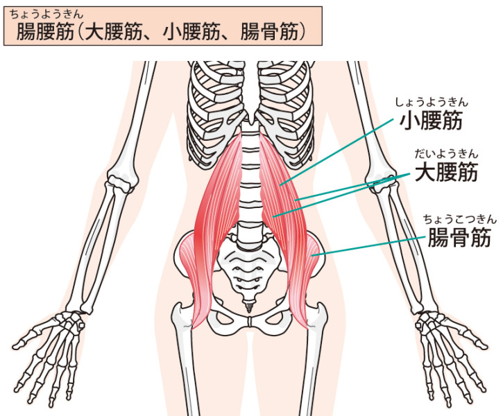整体と筋肉】腸腰筋大解剖